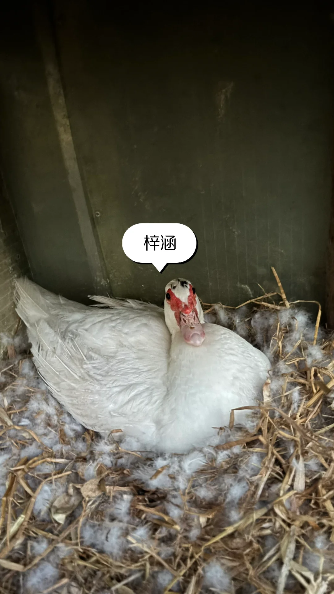 Day5️⃣ 更新一波梓涵私房照
