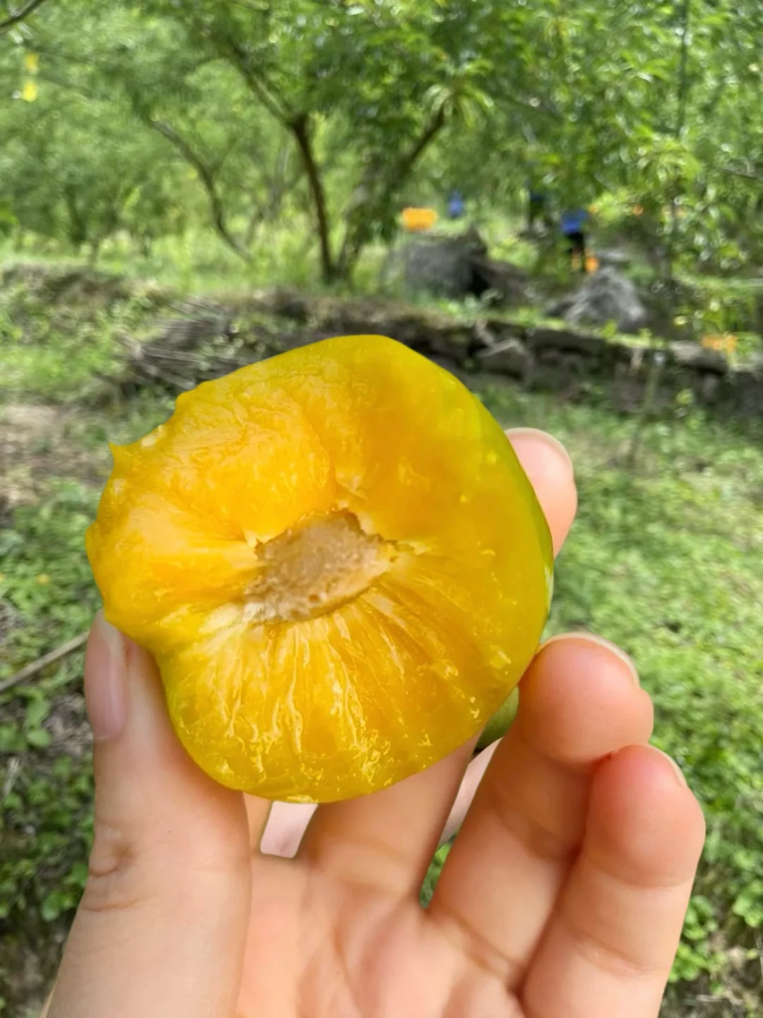 今年山上的李子终于甜了