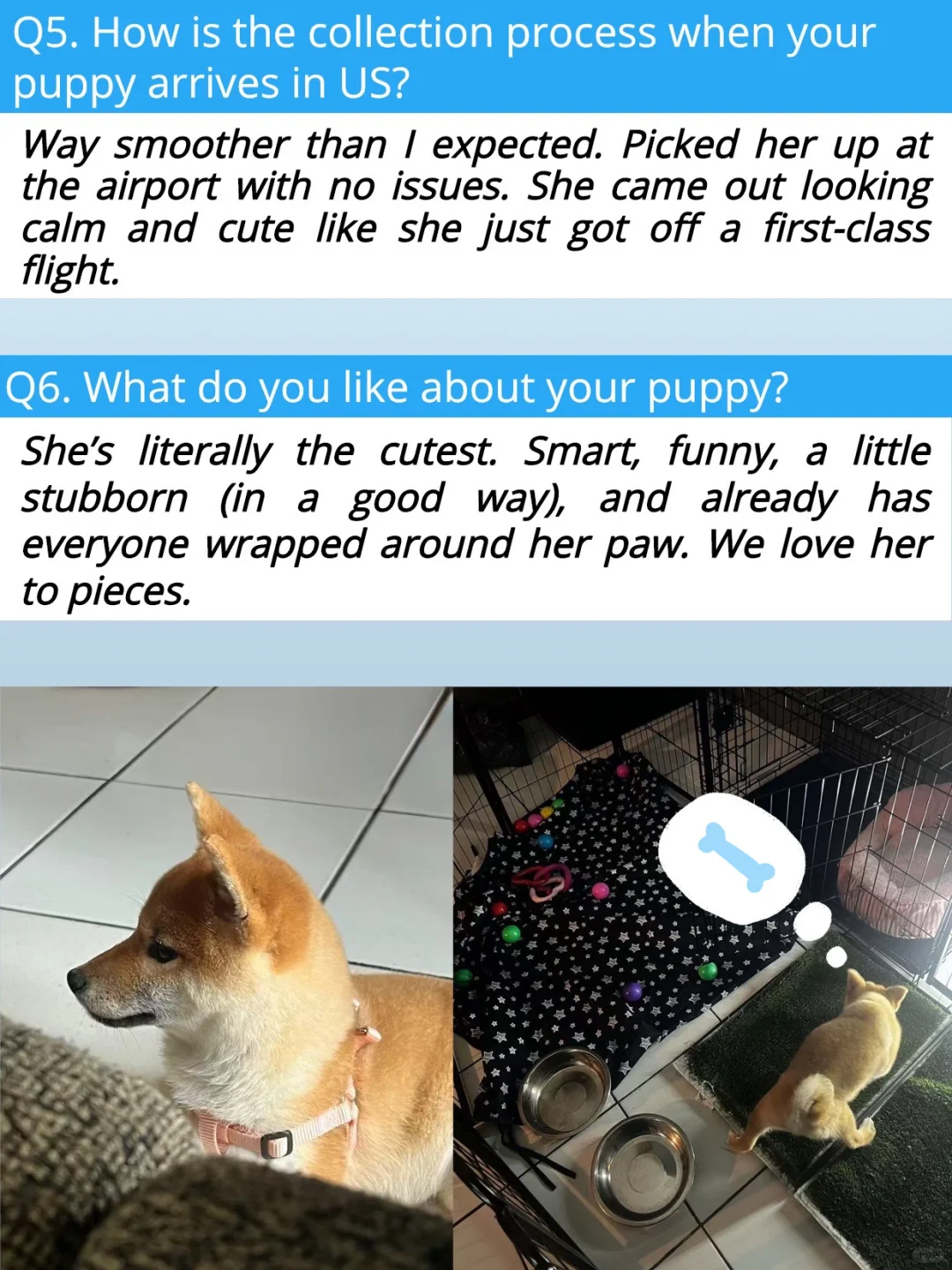 東京赤柴犬Alita 落户洛杉矶～