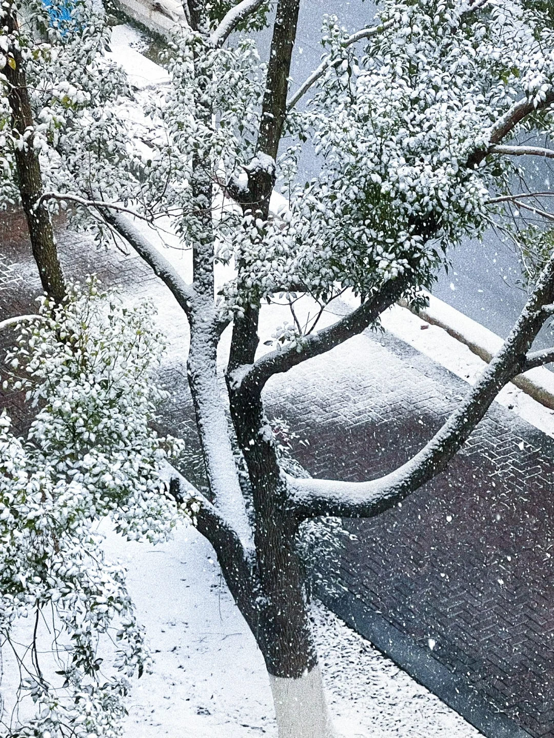 冬が来ました,唯//逆卷ライト❄️