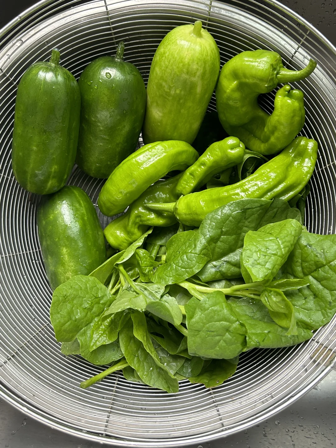 今天早上楼顶菜园收的菜