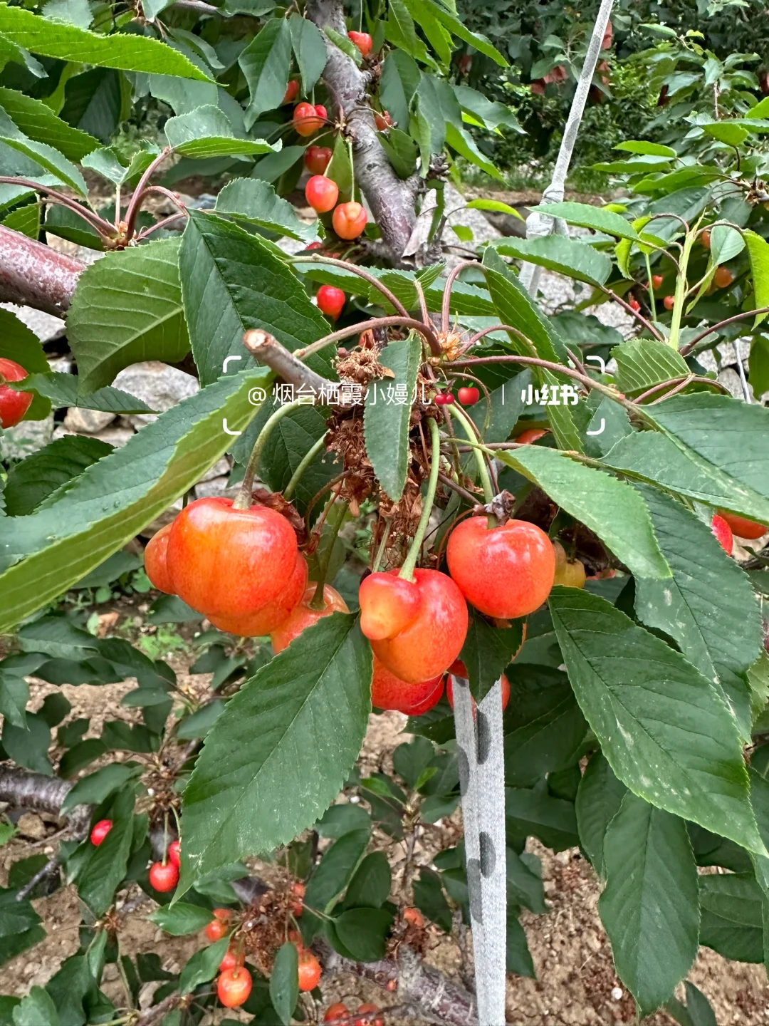 齁甜齁甜滴🍒黄蜜，这个月就可以吃到啦🤣