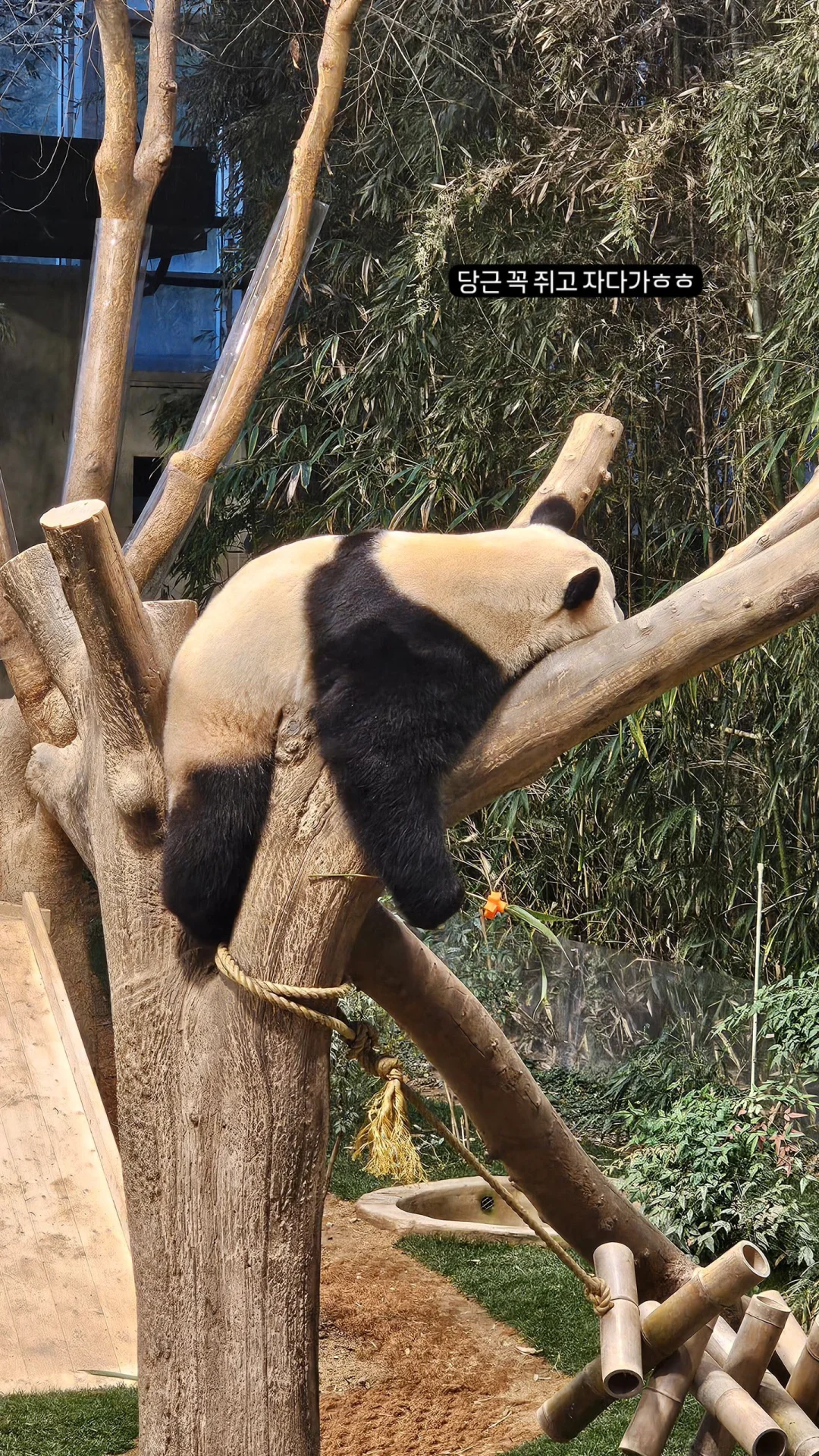 很困很困的福