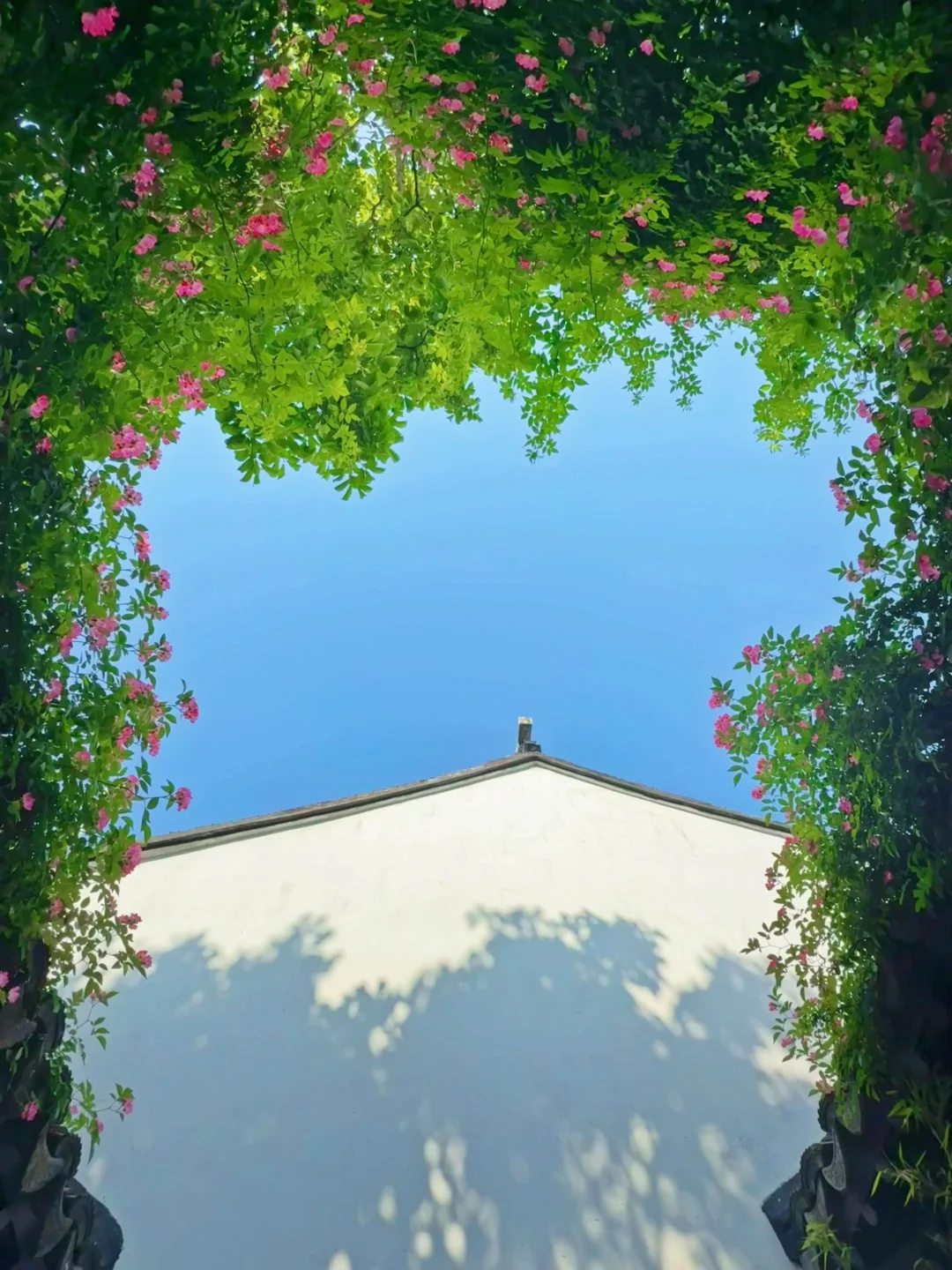 “苏州的夏，从蔷薇吻过粉墙开始”