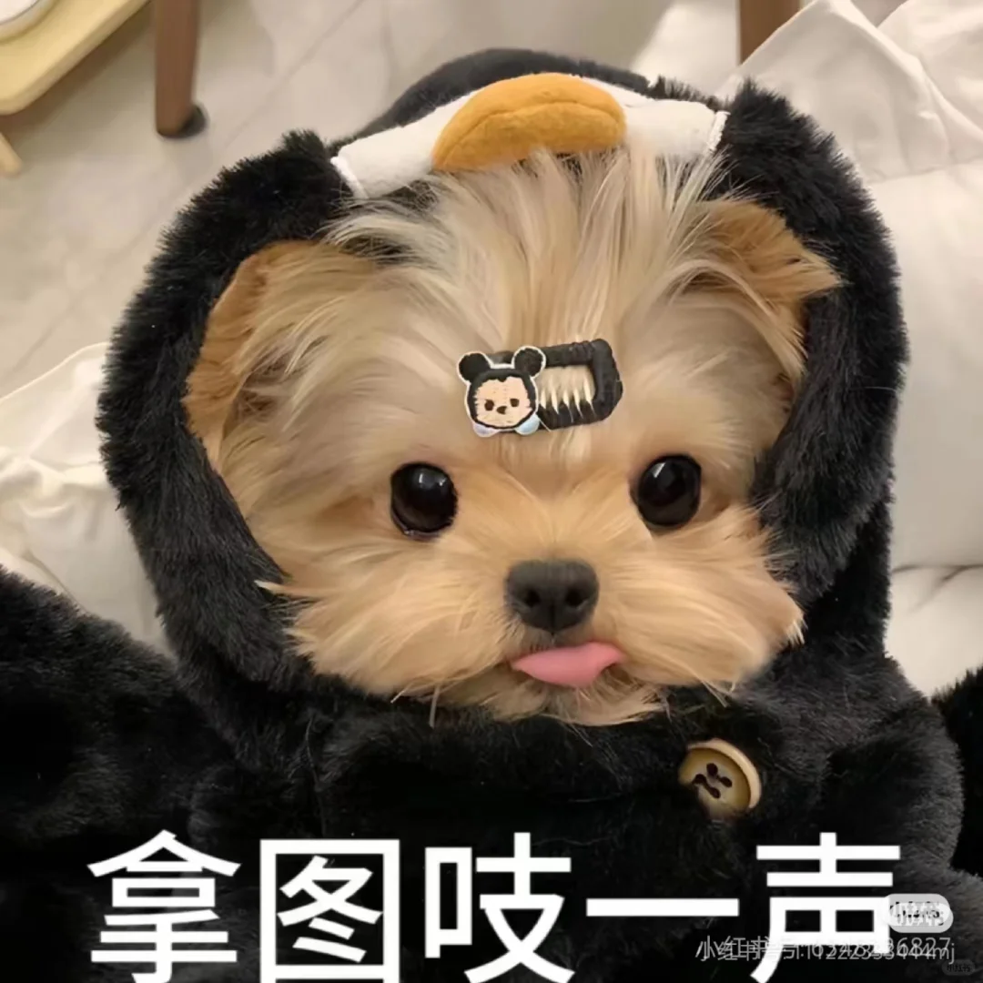 (๑◕ܫ￩๑)爱了爱了