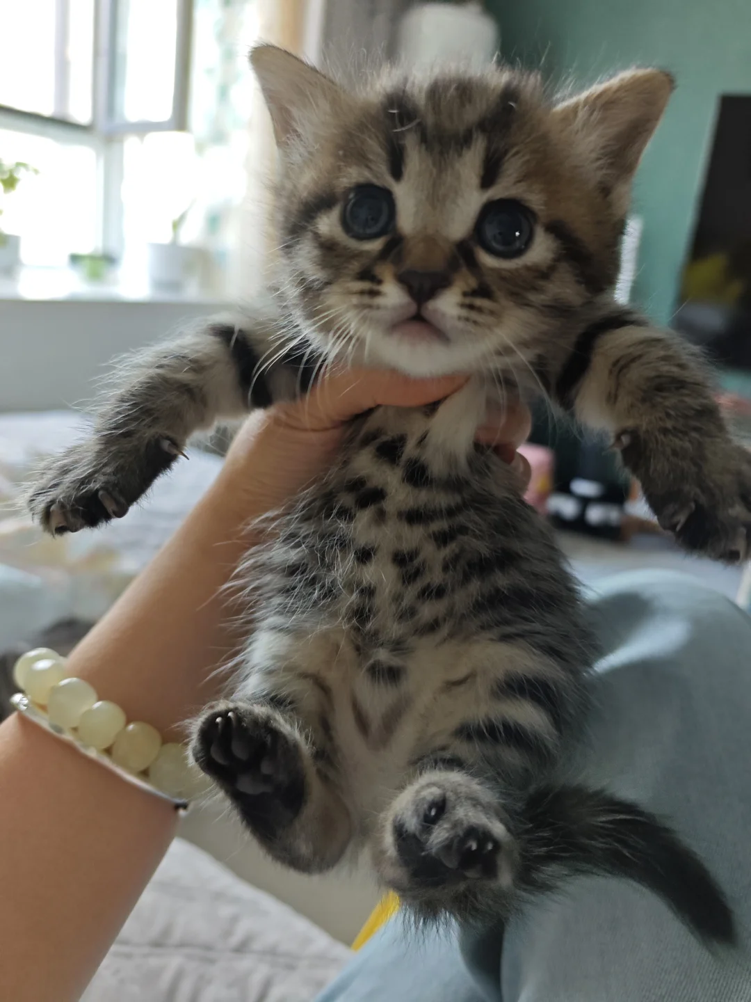 邯郸！巨无敌可爱小猫无偿领养~