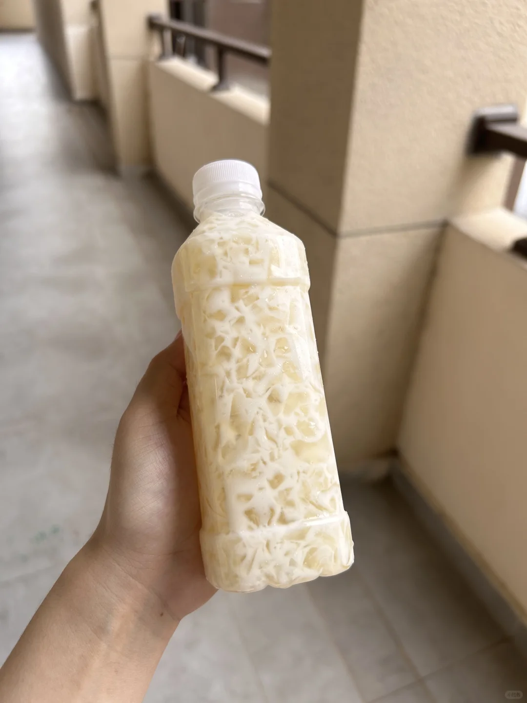 广金清远🍽️燕姐➕3.88的菊花冻！
