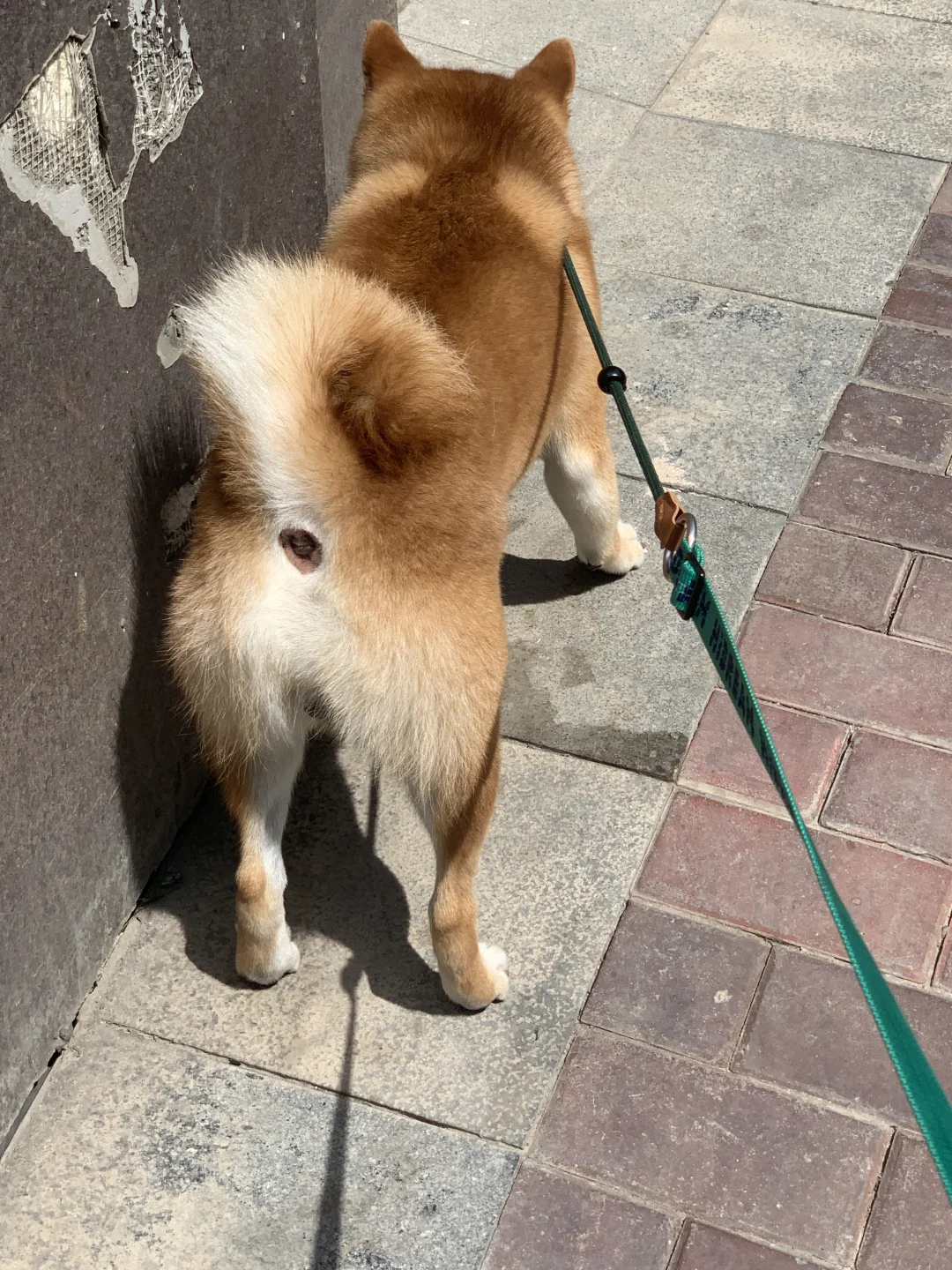 请查收一张小狗私房照