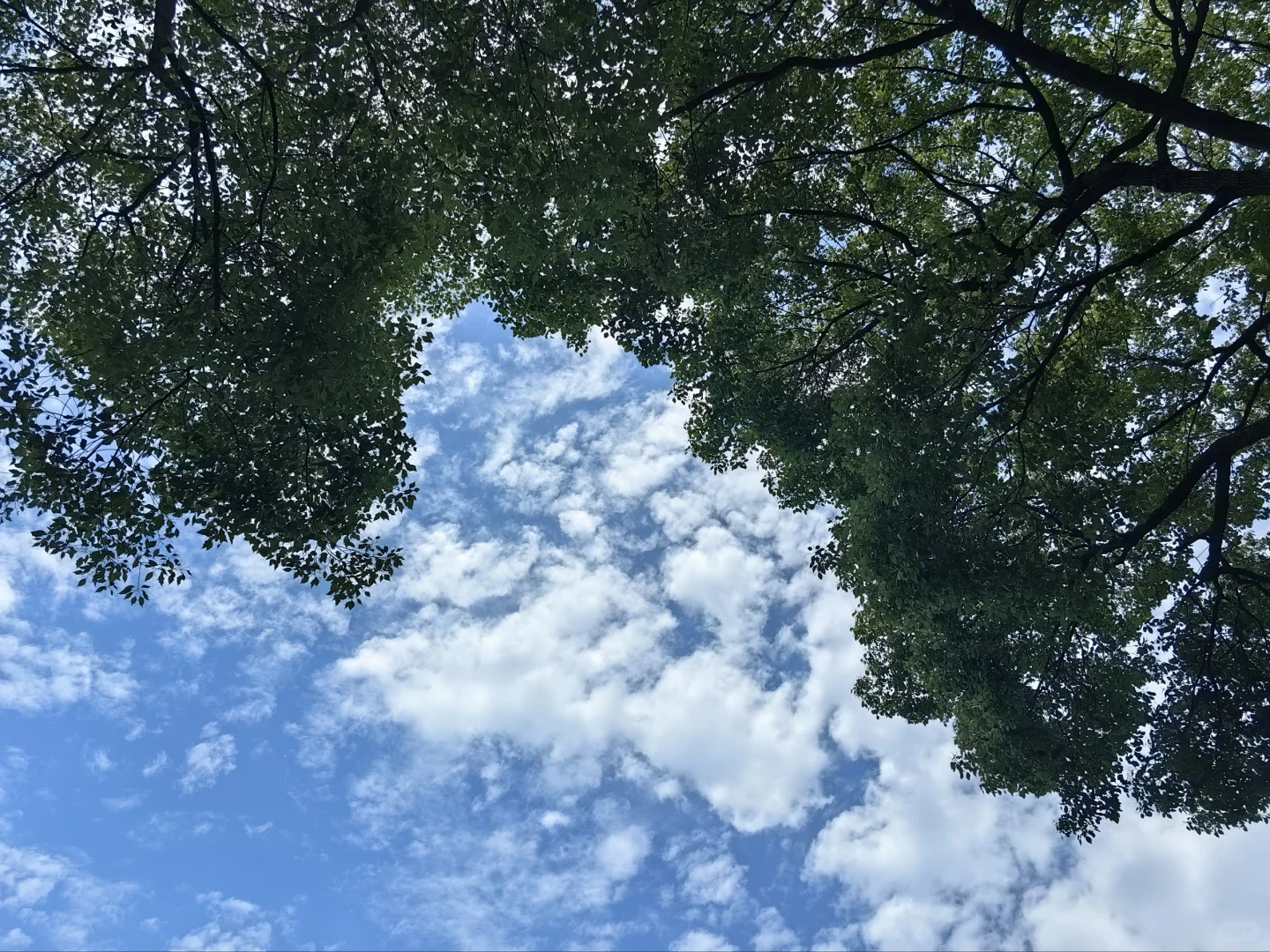 请教各位，无锡外国语学校（新吴校区）小学部如何？比如，师资，学生氛围，教学质量之