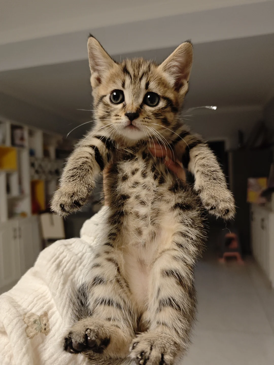 邯郸！巨无敌可爱小猫无偿领养~
