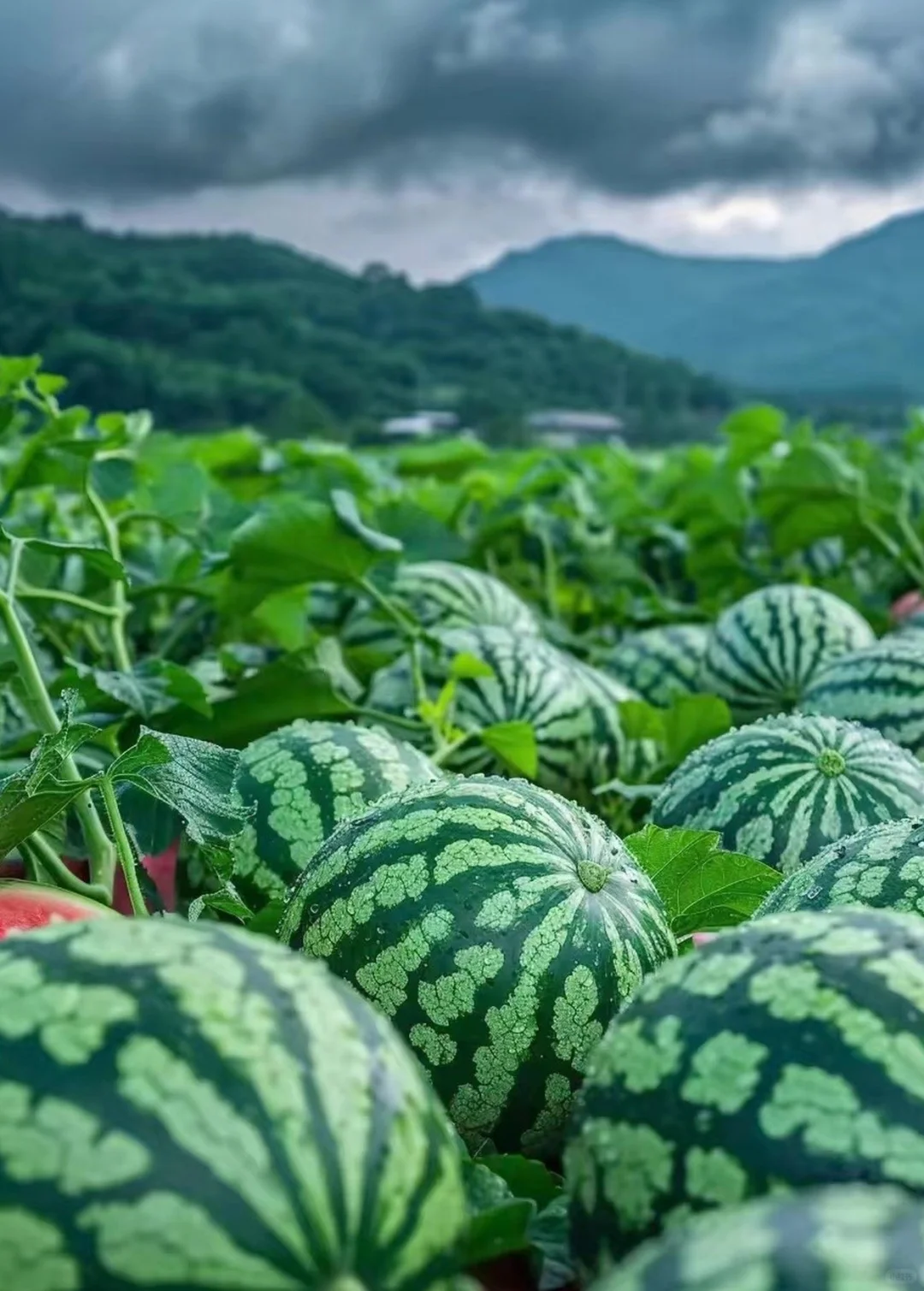 治肾炎便方