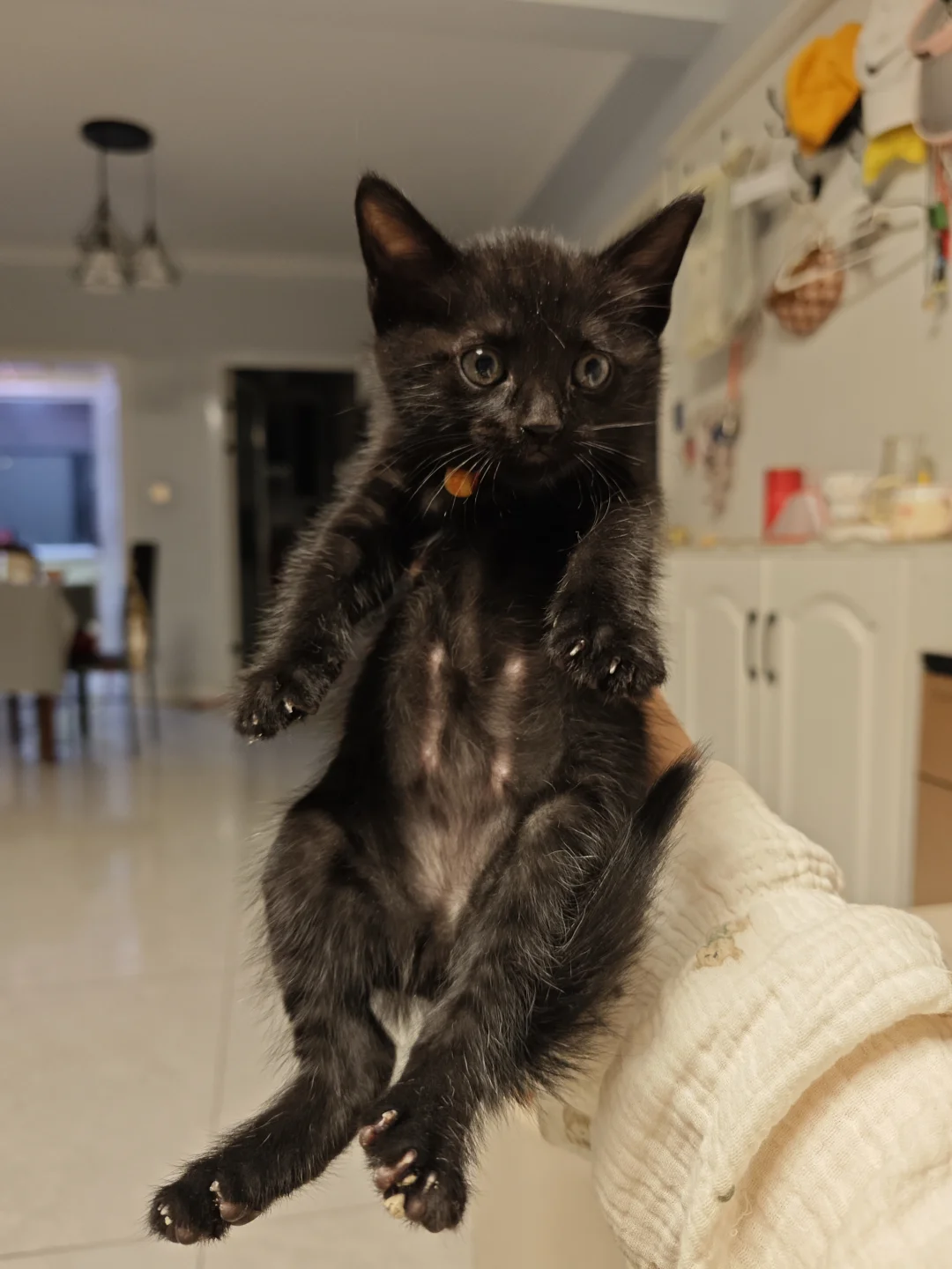 邯郸！巨无敌可爱小猫无偿领养~