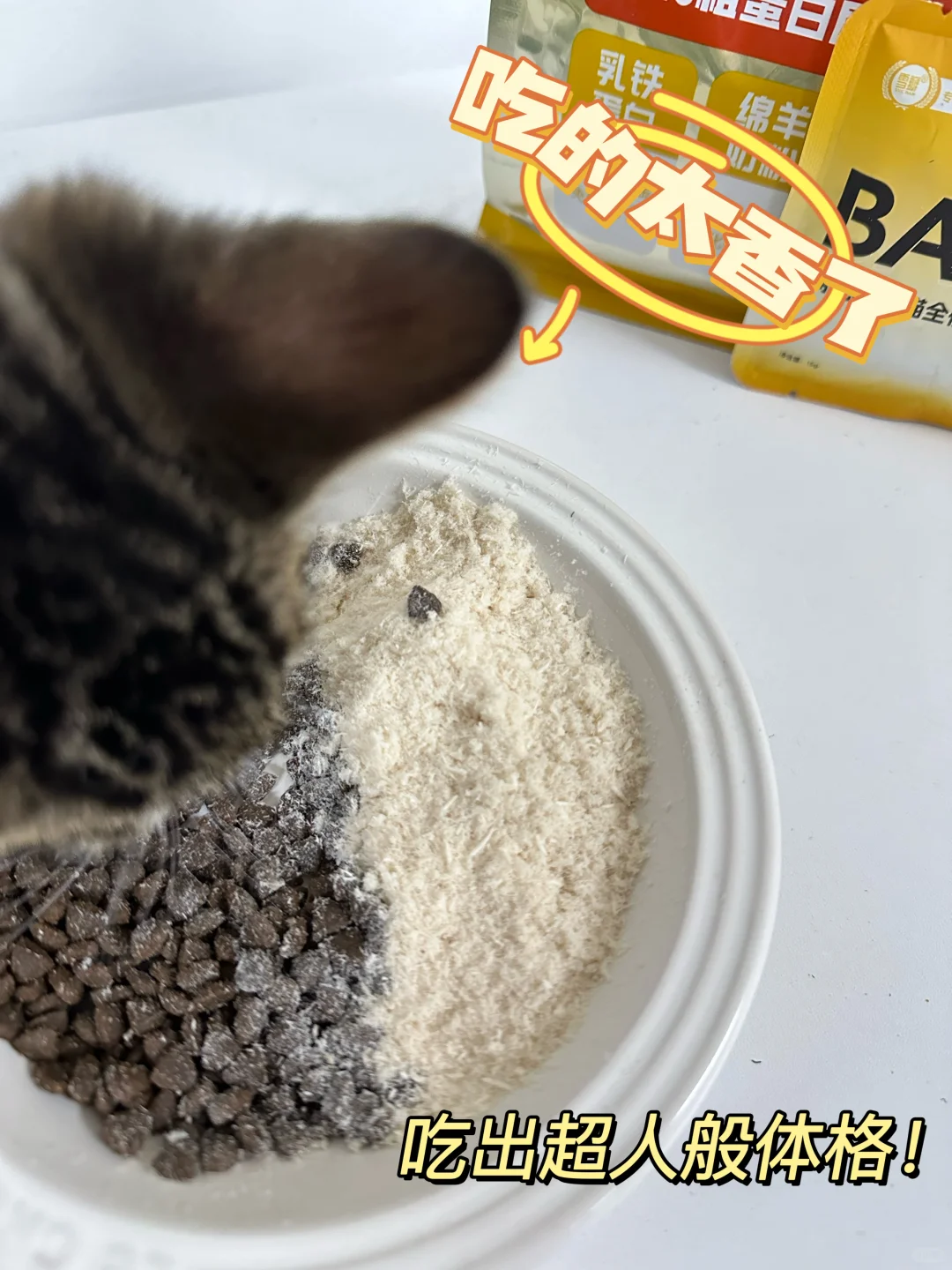 小猫很容易生病，没你想得抵抗力那么强