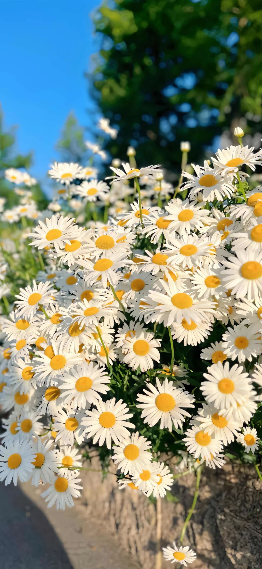 把浪漫装进手机屏幕里🌸