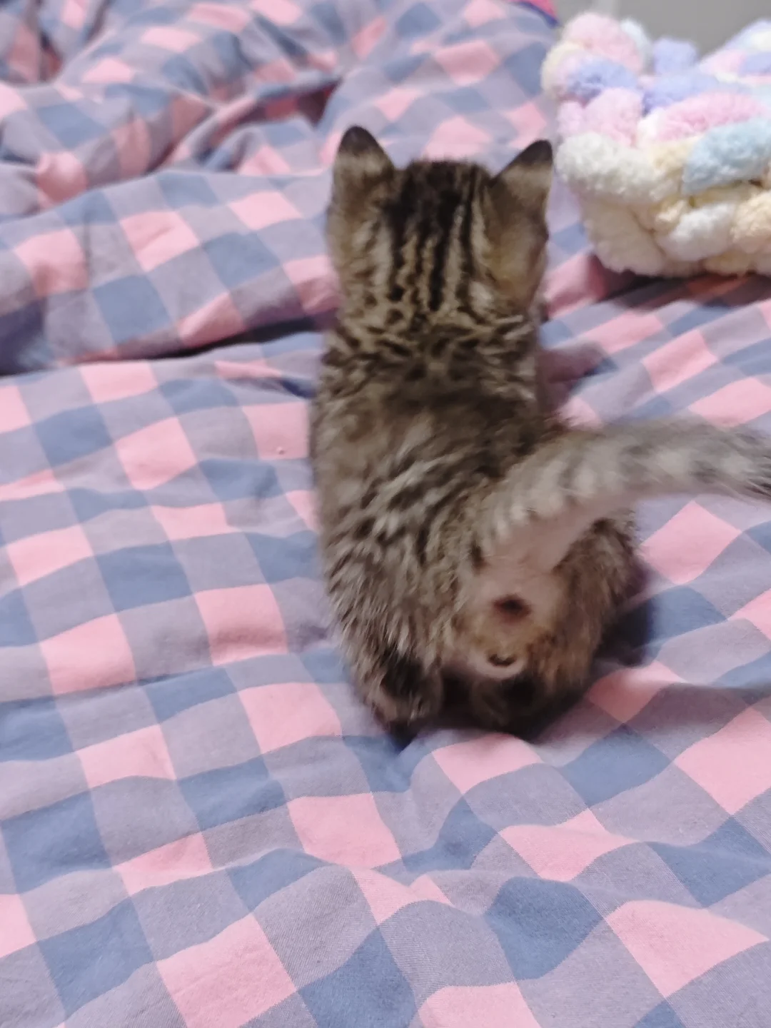 邯郸！巨无敌可爱小猫无偿领养~
