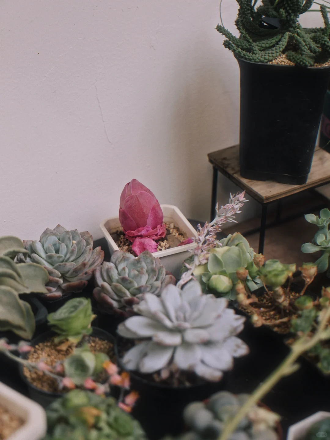 绿植环绕——森之植物工作室