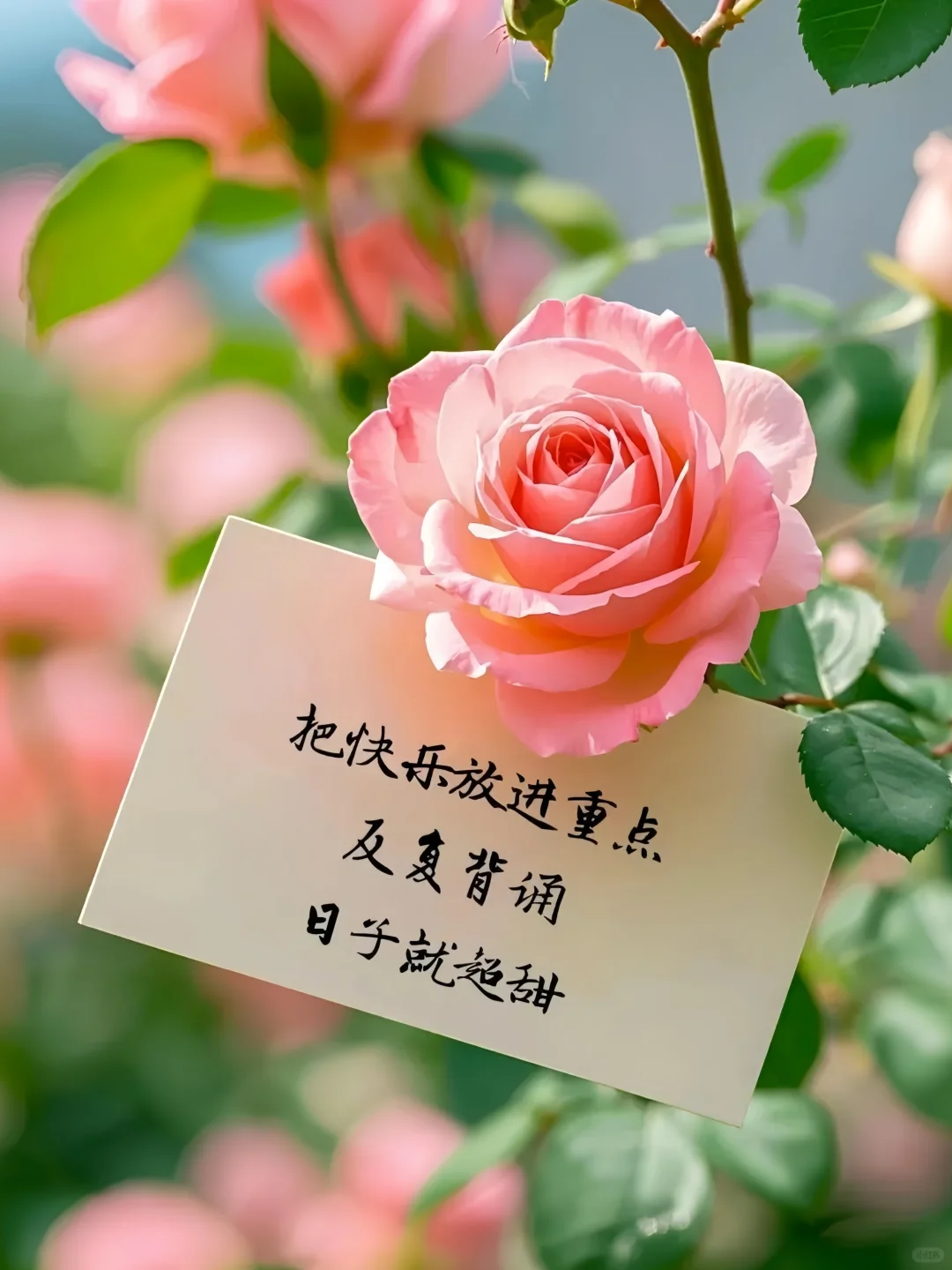 每个中年少女，都是生活家