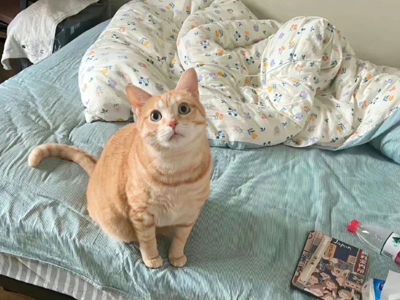 猫猫教🐱ipad壁纸来袭！！