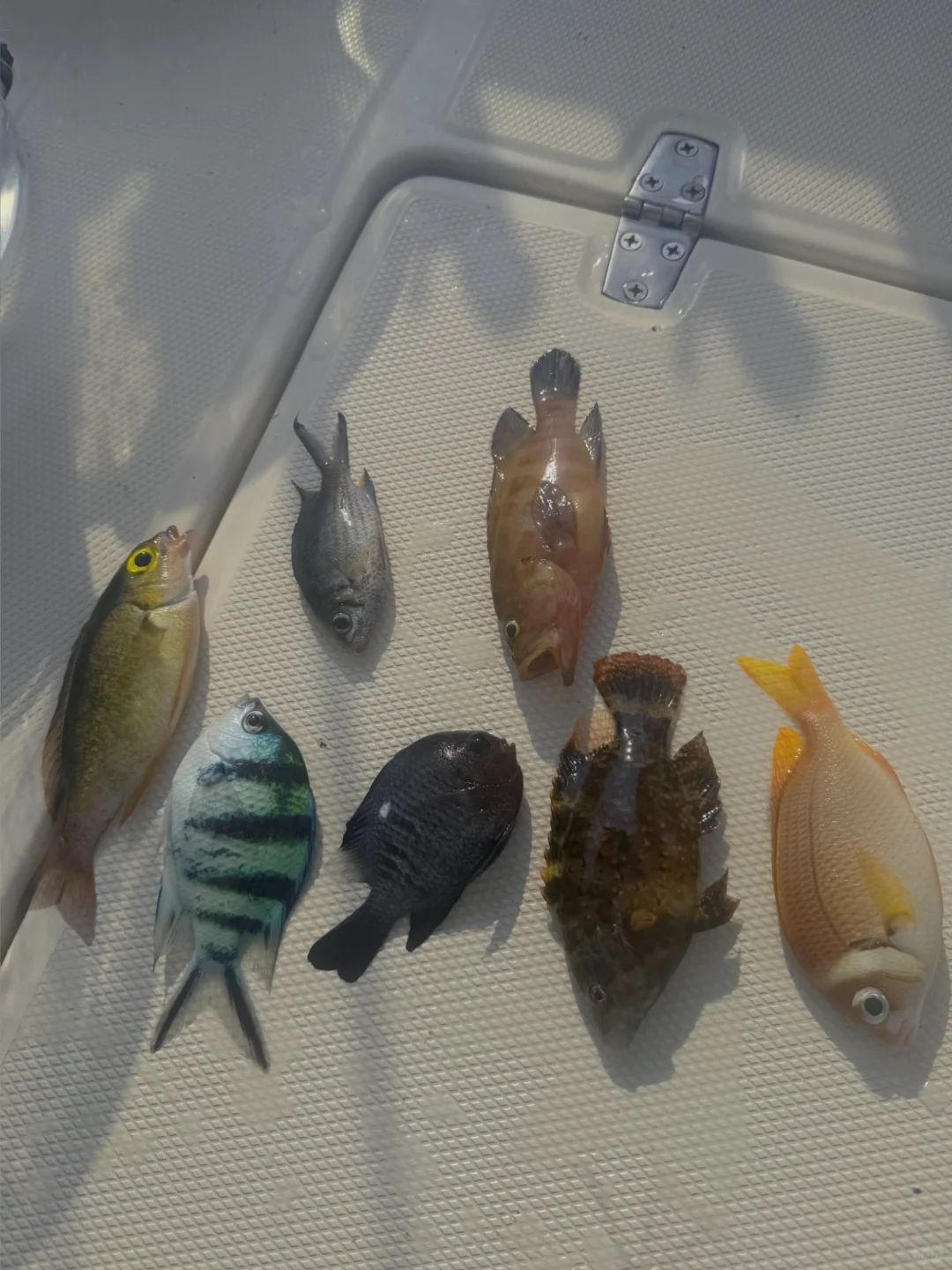 Summer 4eva🐟
