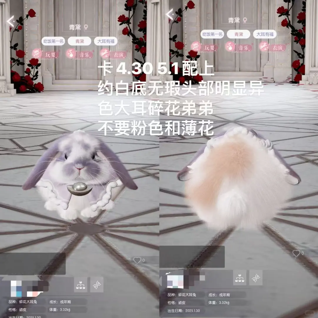 大耳青黛妹妹约亲