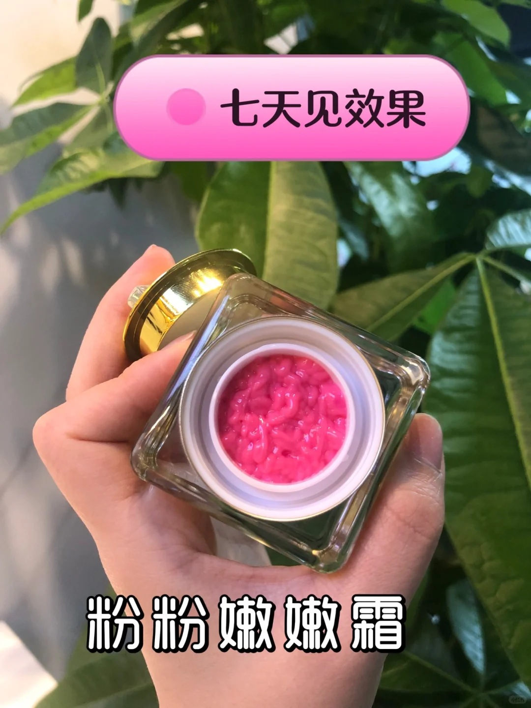 精致猪猪女孩必备，黑葡萄不黑了