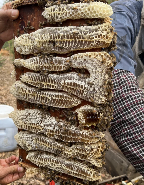 护嗓神器🍯天然蜂蜜推荐