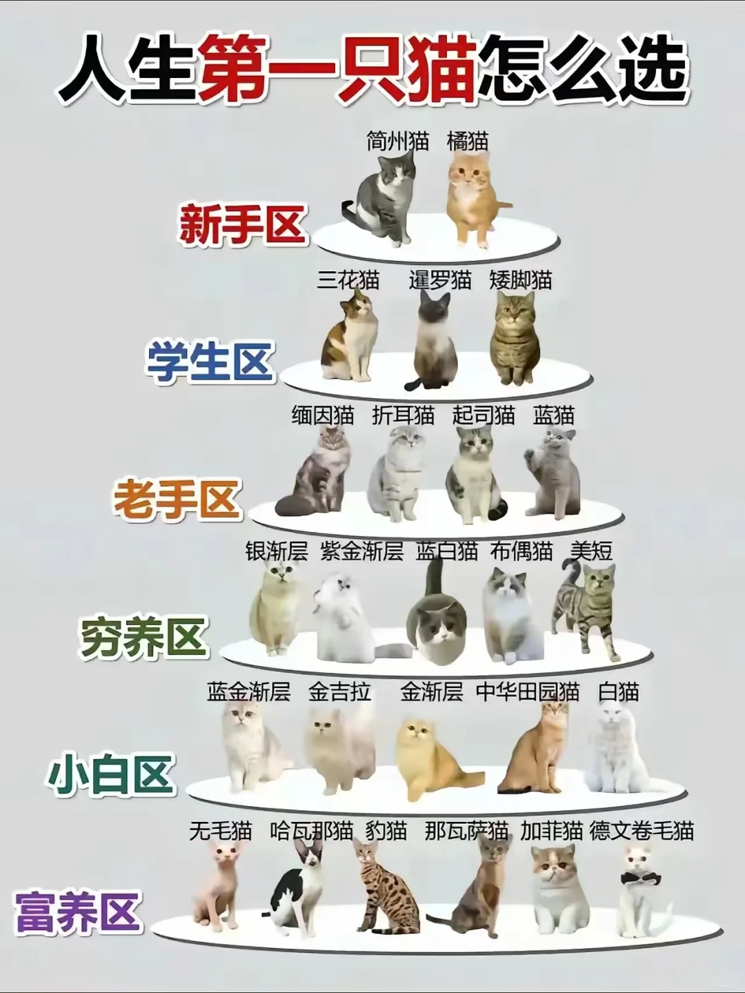 你们的第一个毛孩子是怎么选的呢