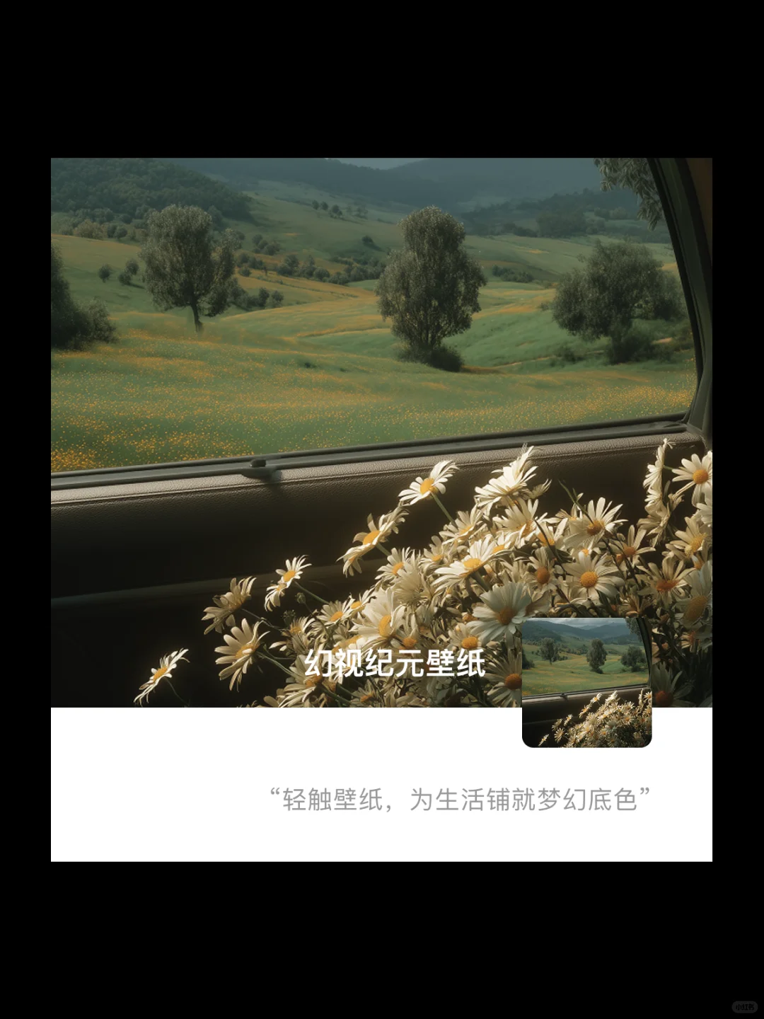 盛开在有小雏菊的初夏｜高清壁纸