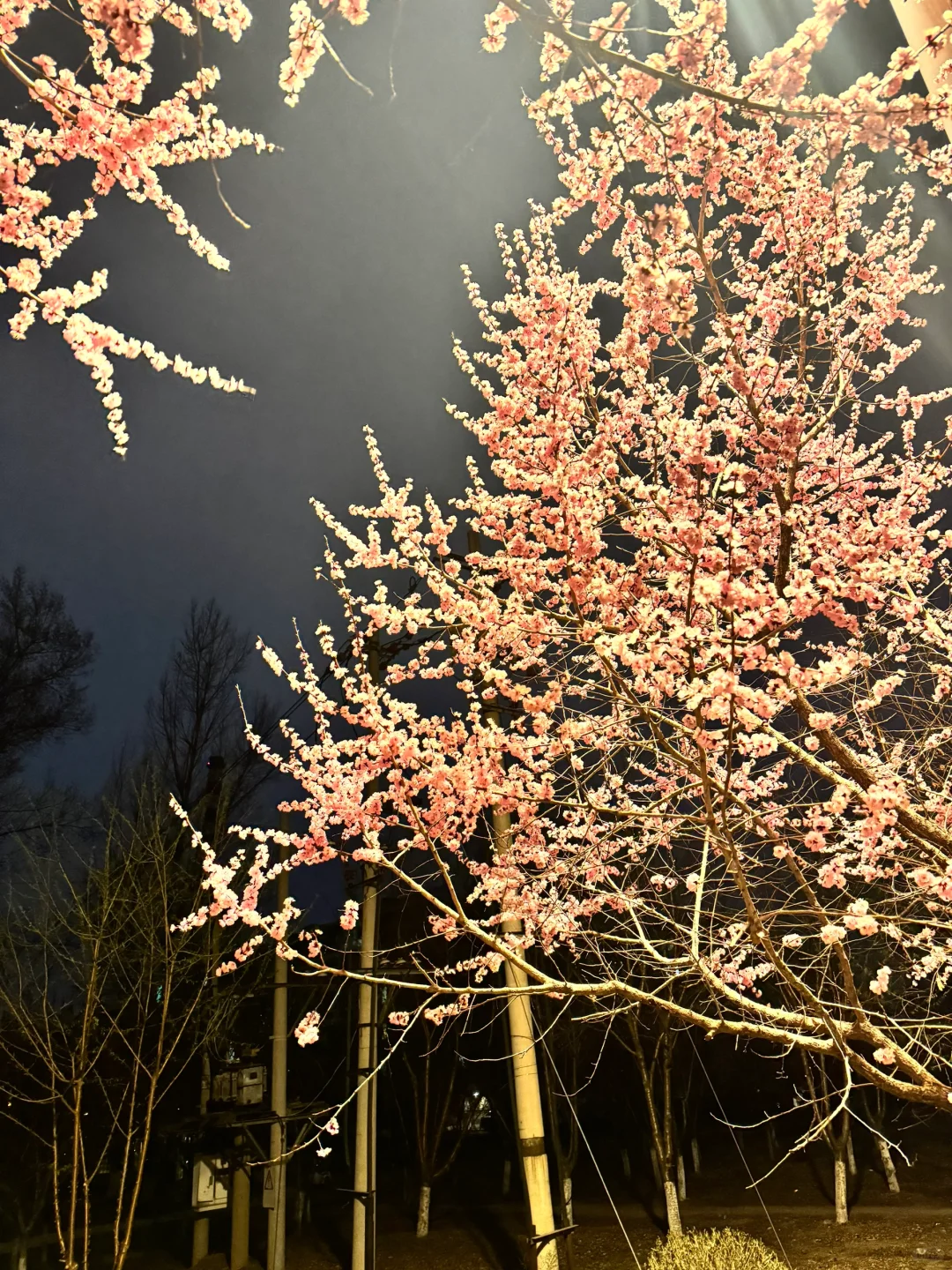 长春｜🌸