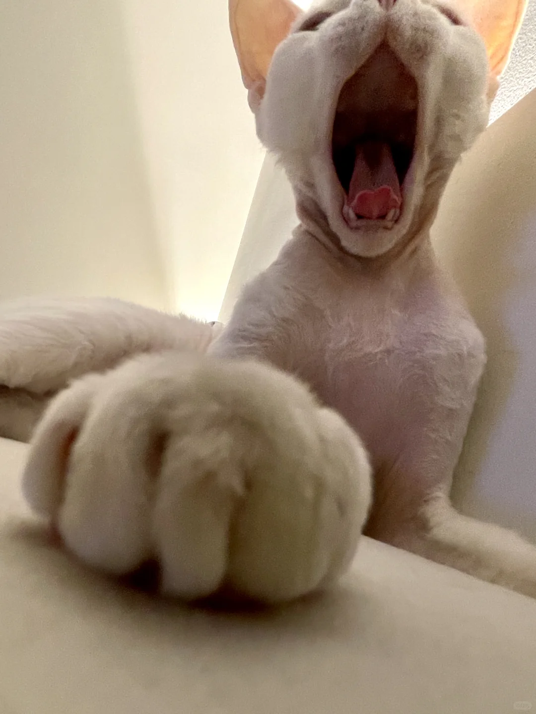 德文猫の神仙写真集✨小卷毛の致命可爱暴击！快