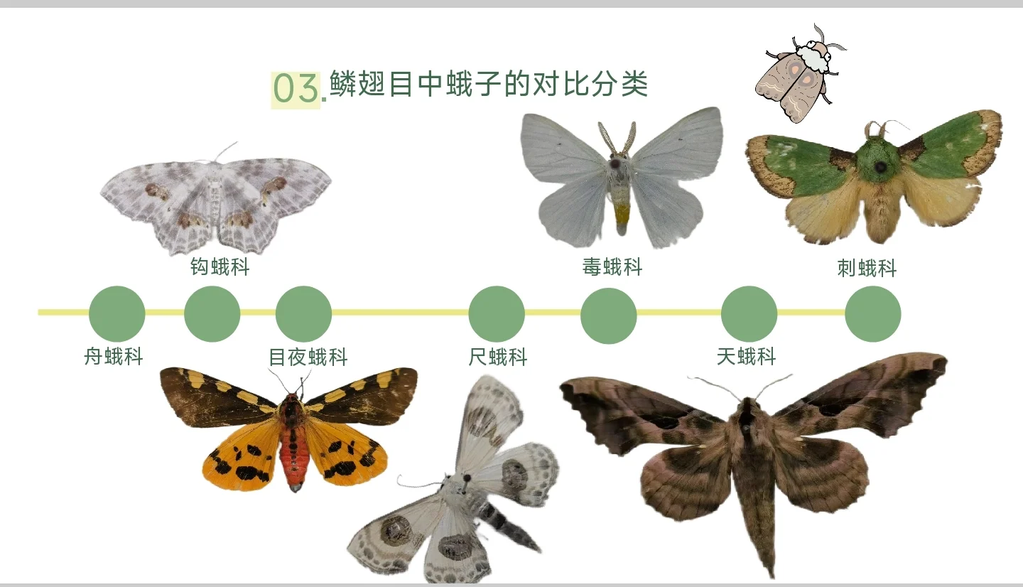 北林大二森保病虫实习