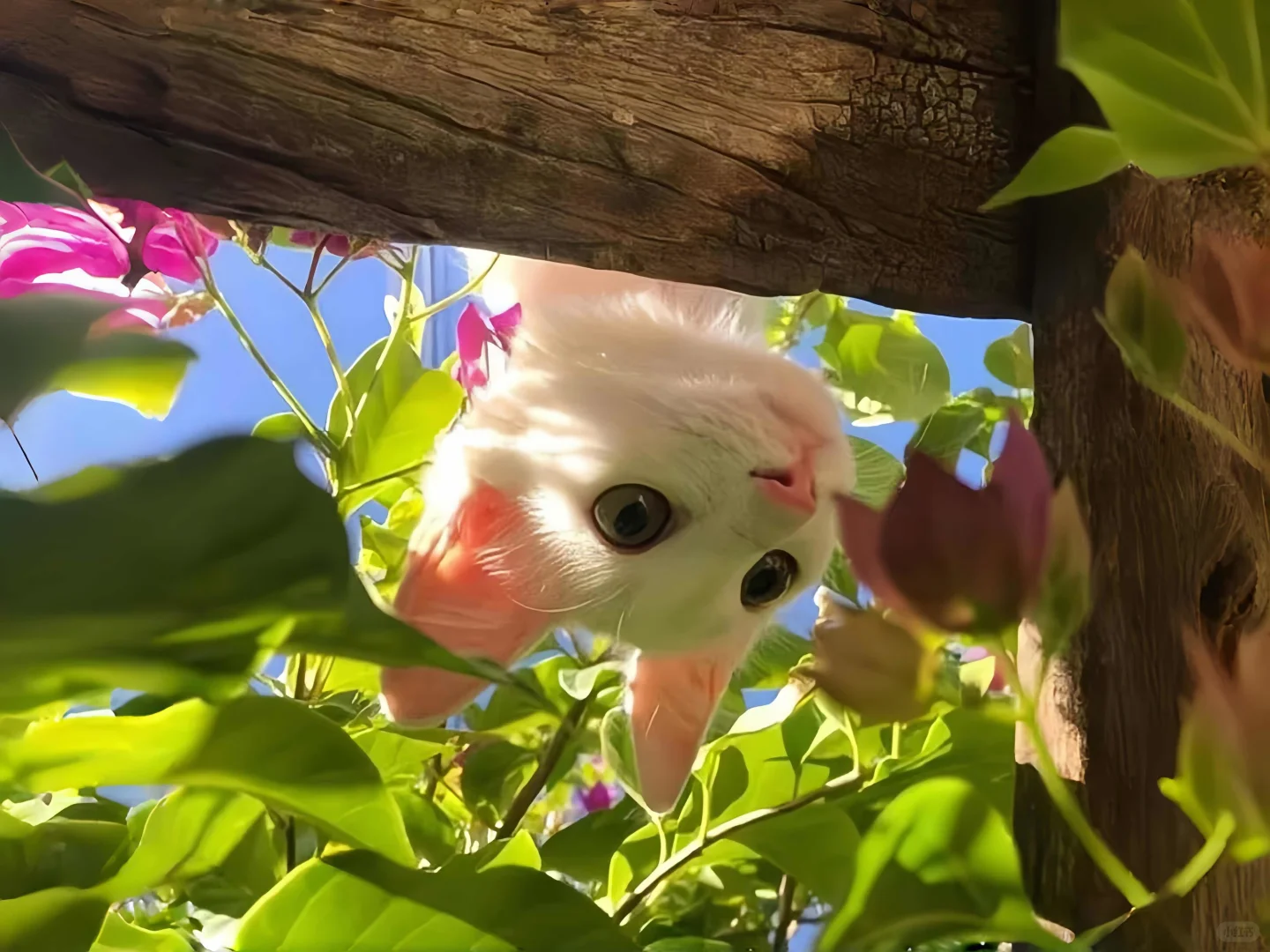 iPad猫猫壁纸～🐋