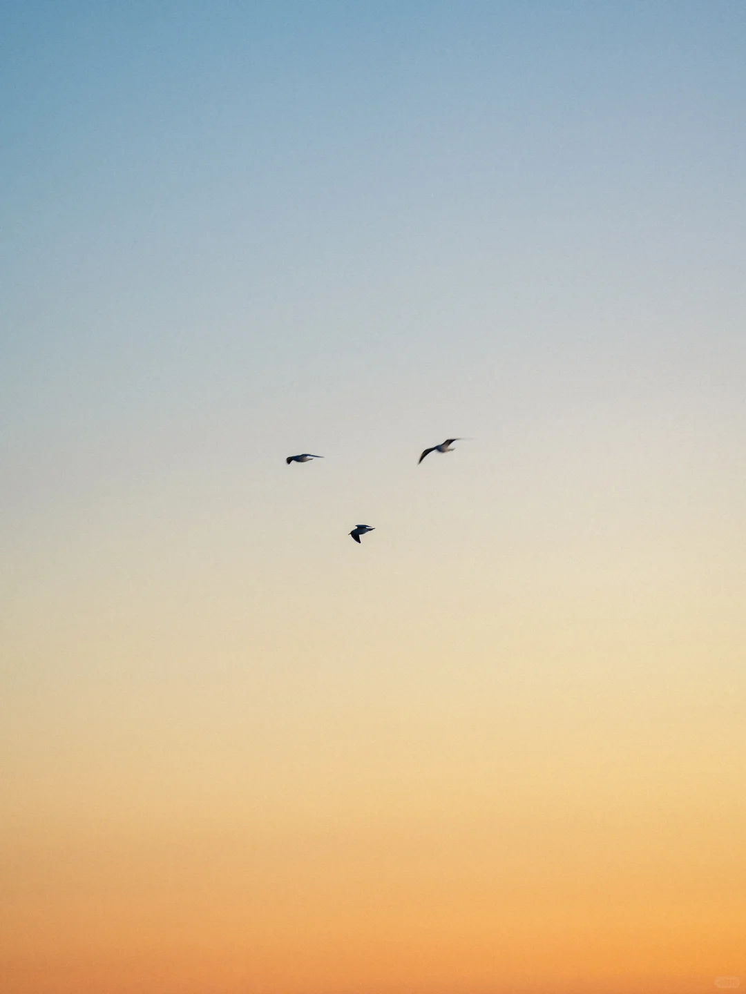 总要去看一场海上日出吧🌅