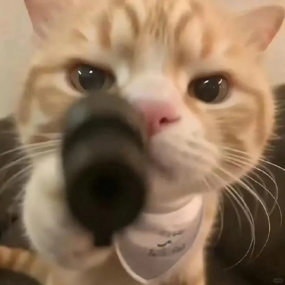治愈系小猫头像₍˄·͈༝·͈˄₎ฅ˒˒