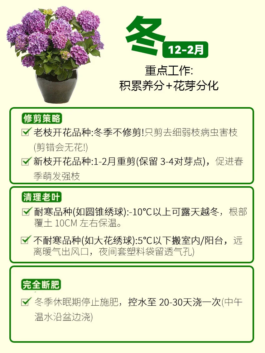 保姆级绣球全年养护攻略｜四季爆花不是梦！