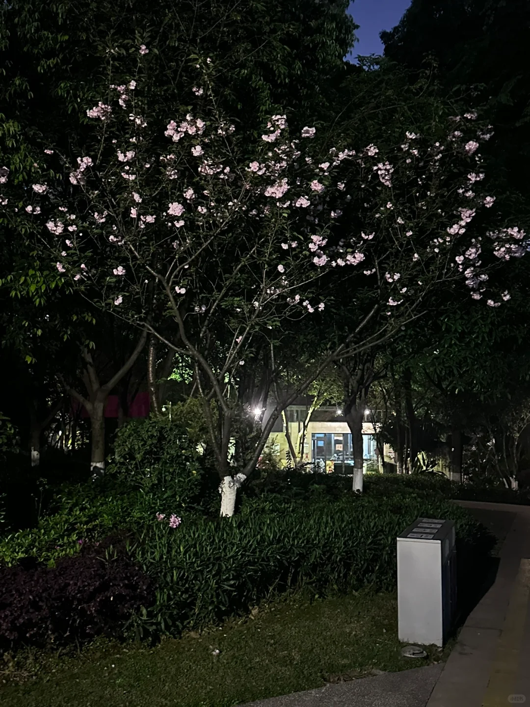 夜晚的风温柔又自由