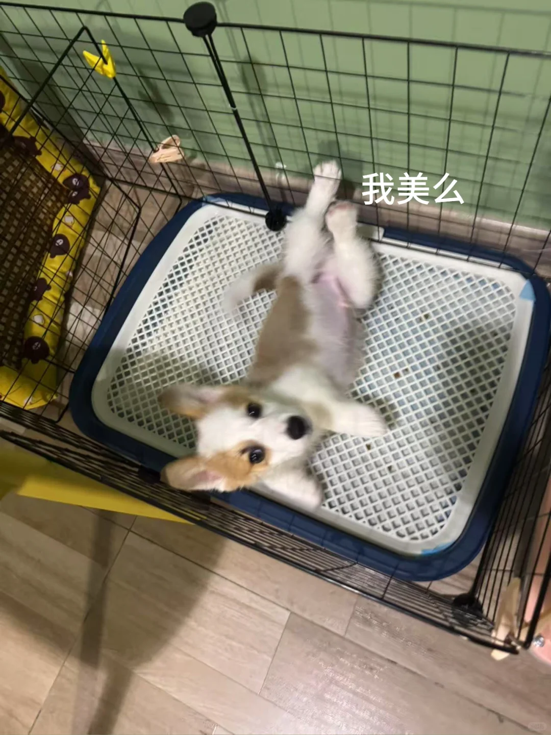 米的黑心日记（人类至今没破译的狗狗暗语版）