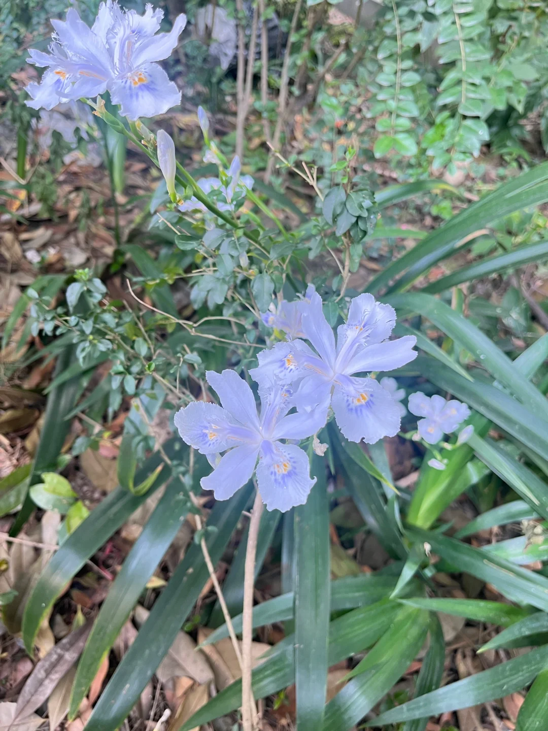 我是孤儿 想认一个干妈
