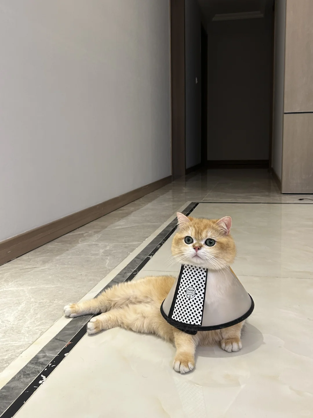 虽然但是好想笑