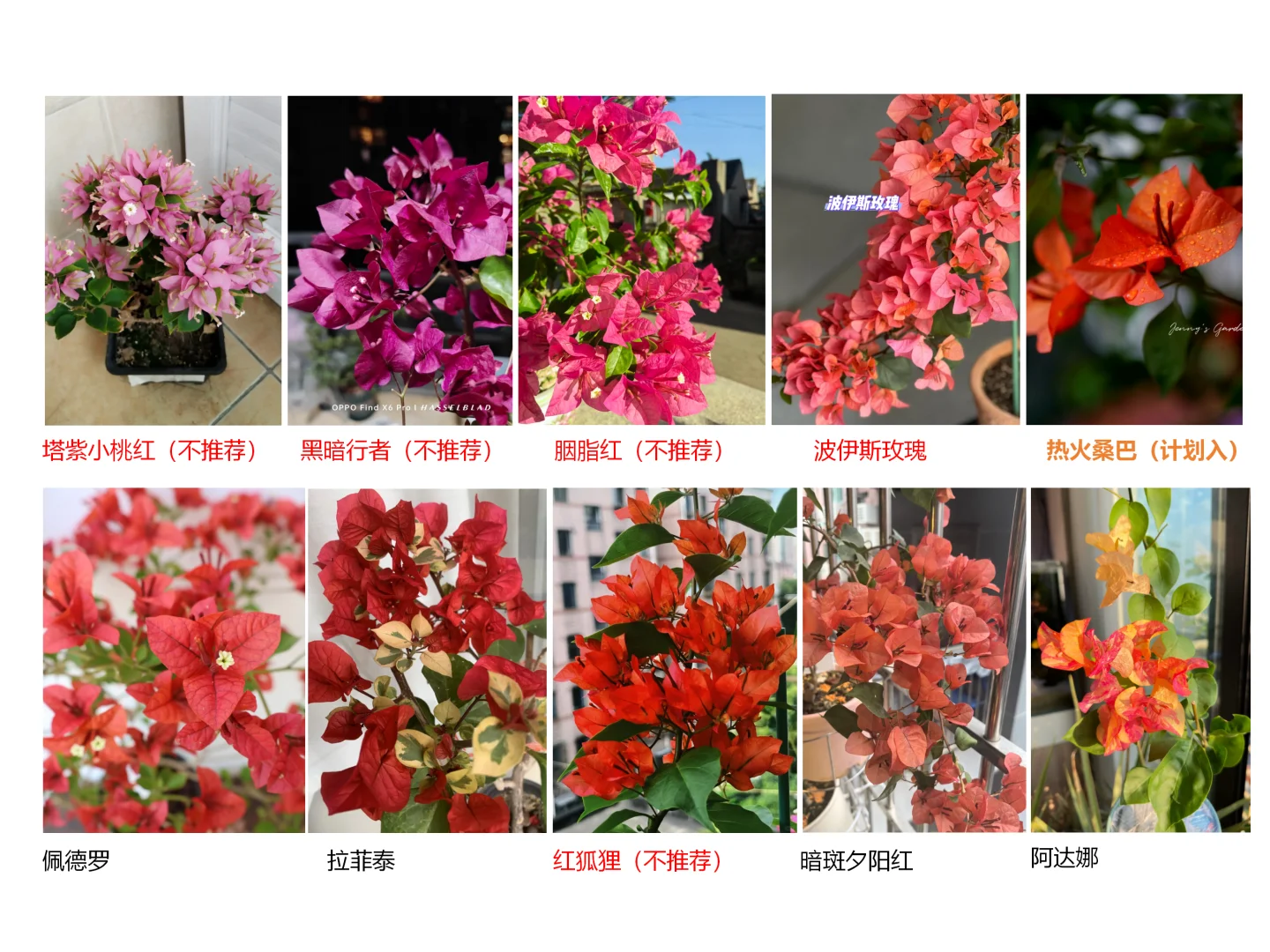 我爱的三角梅优秀品种合集