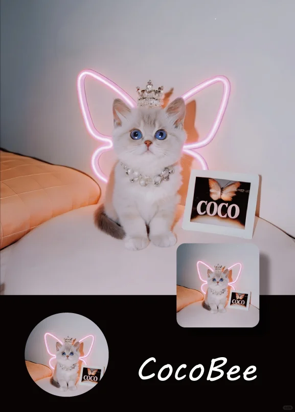 头像｜今天是维密喵🐈🦋