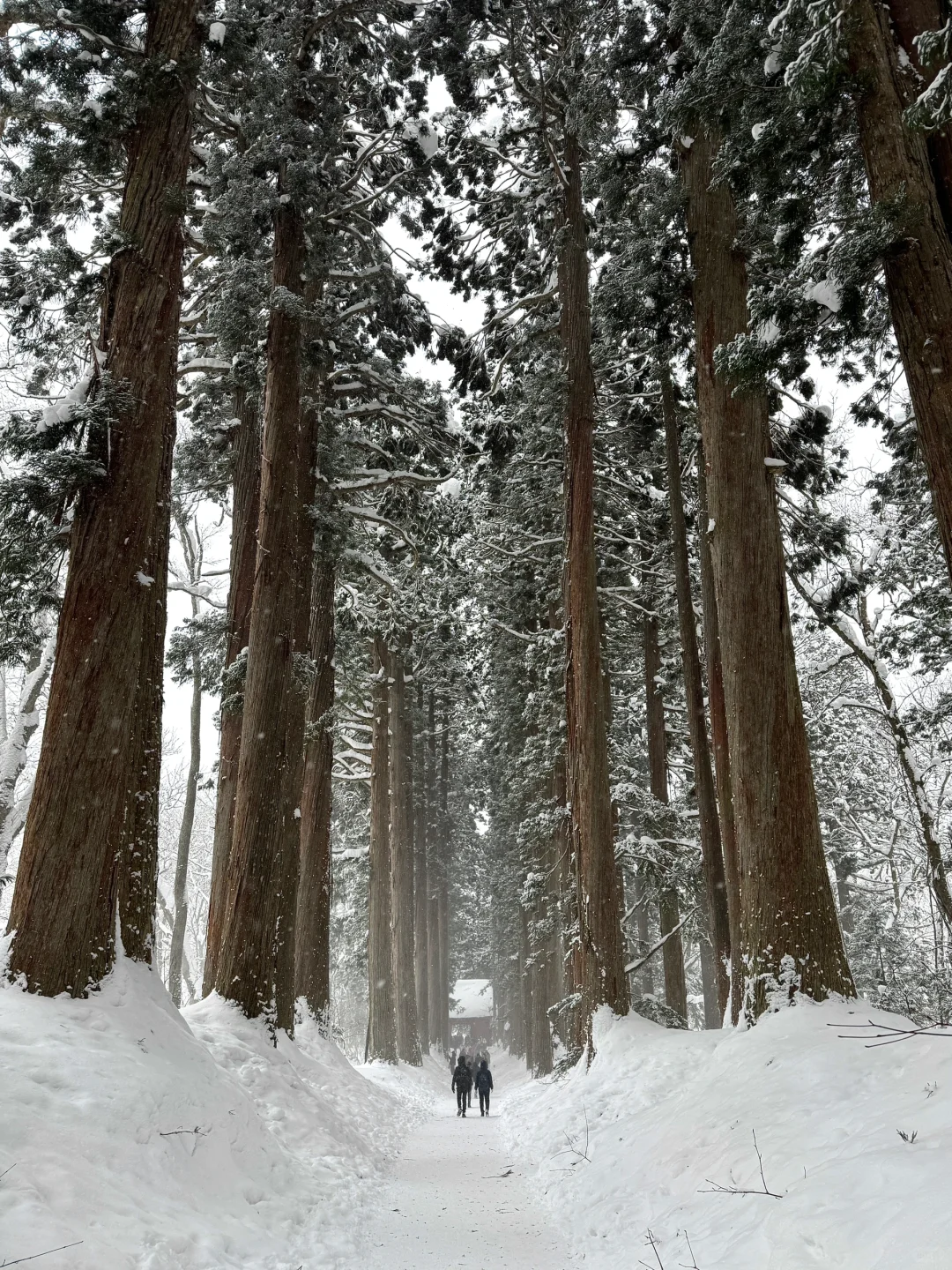 不输北海道的长野雪景❄️打卡户隐神社⛩️