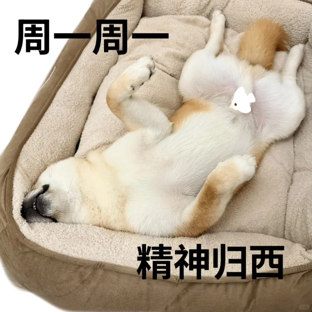 🍞睡教表情包
