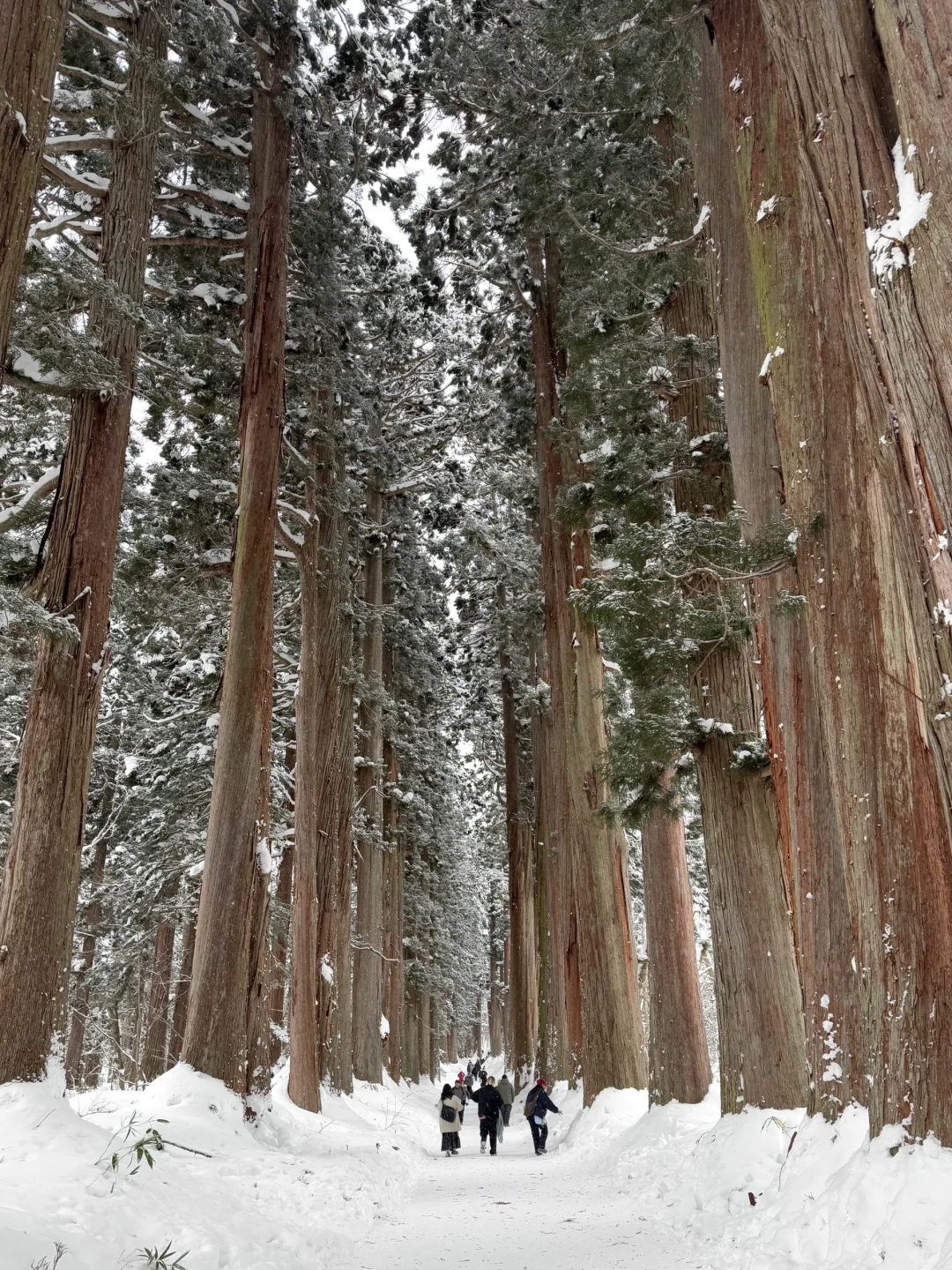 不输北海道的长野雪景❄️打卡户隐神社⛩️