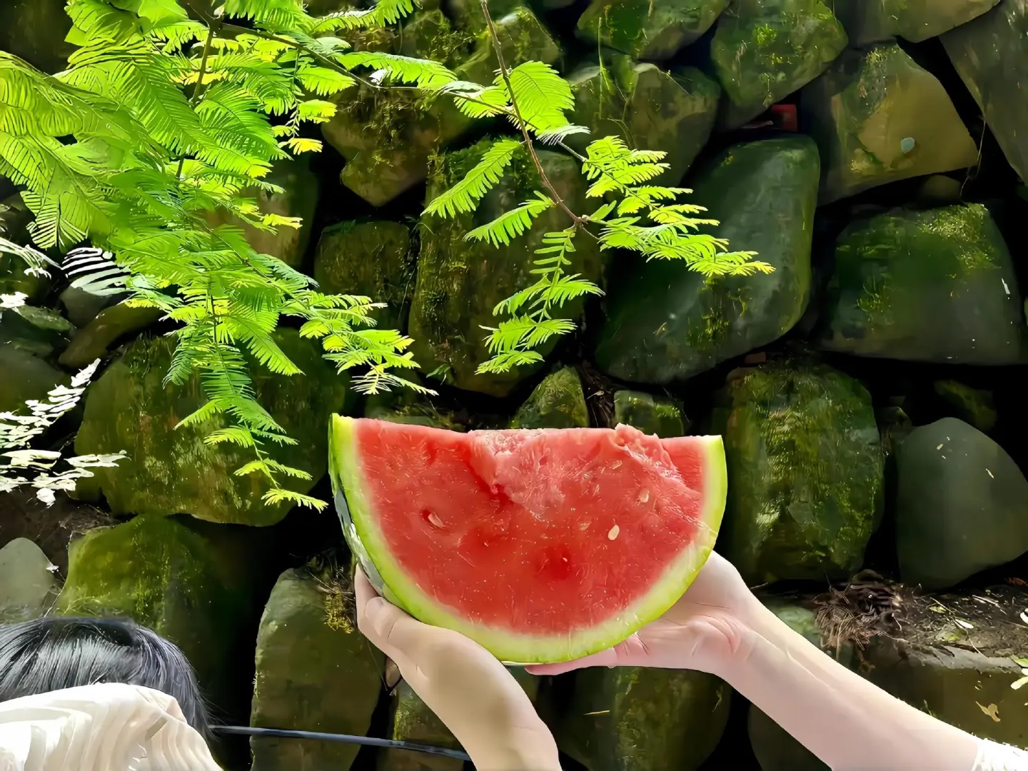 绿色ipad背景图🍀🌵