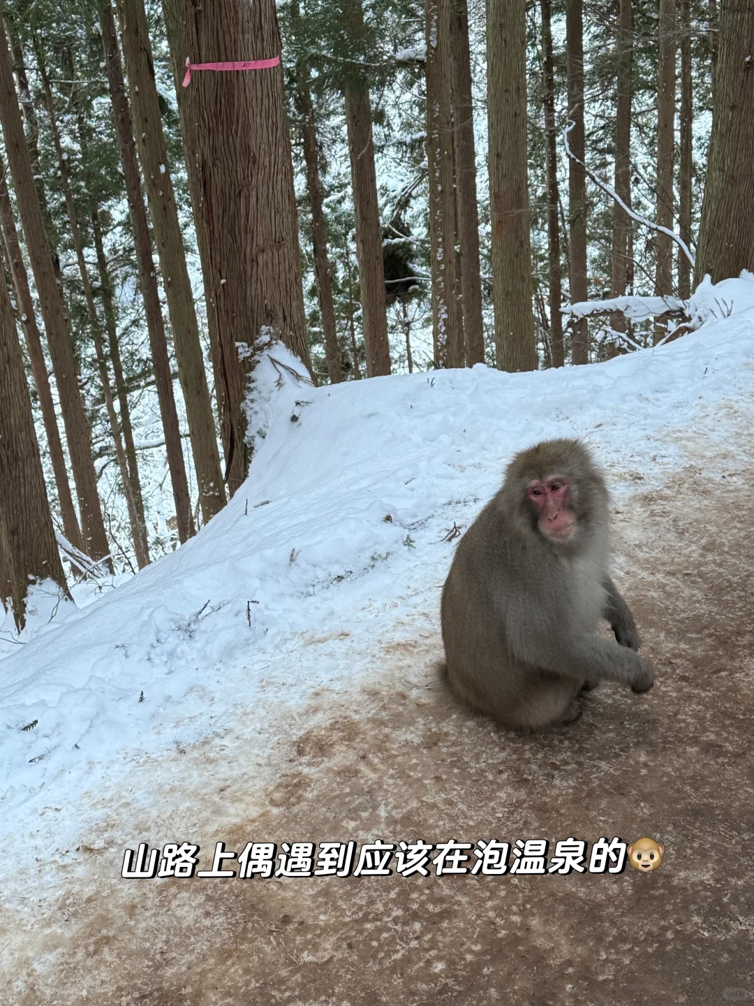 不输北海道的长野雪景❄️打卡户隐神社⛩️