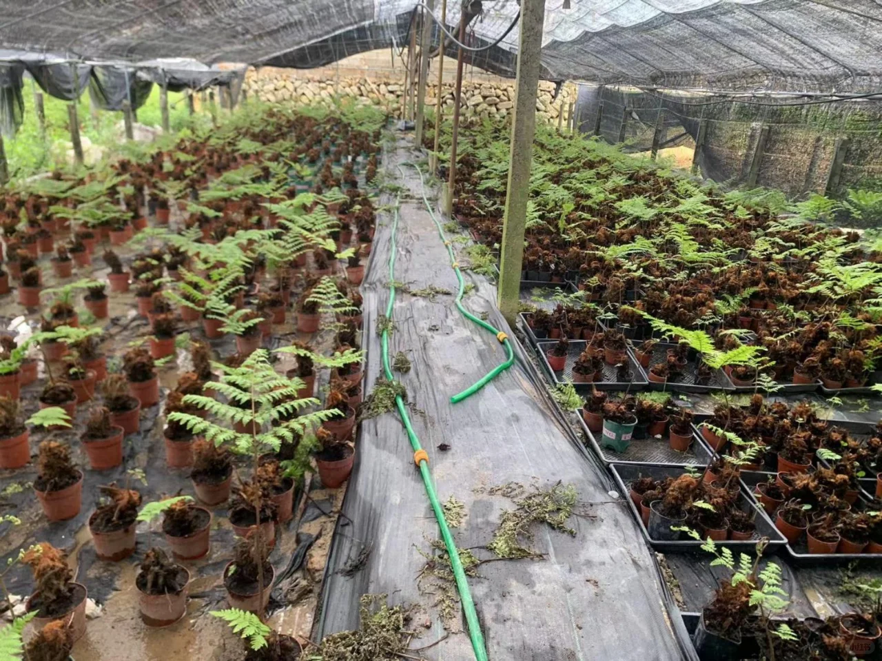禅意绿植喜阴喜水水培块根蕨室内桌面阳台高