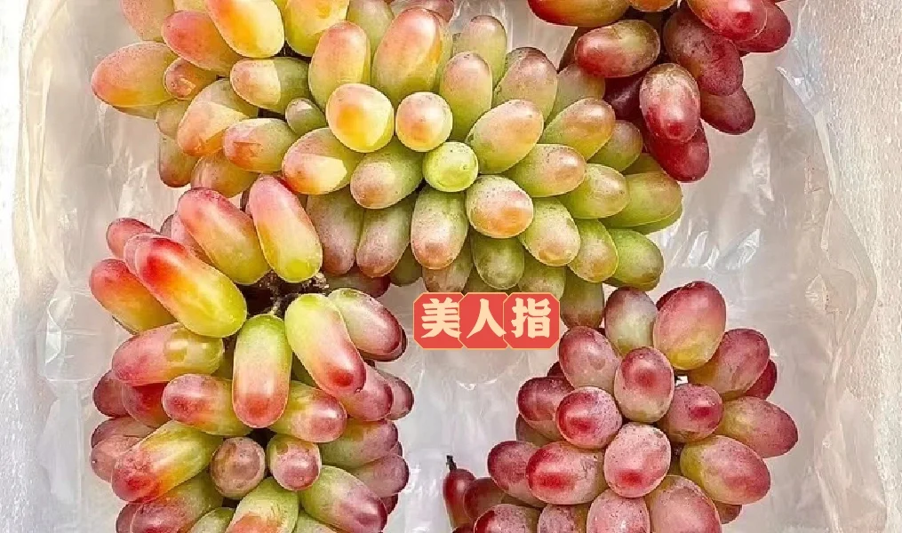 常见的葡萄品种测评分享~🥰