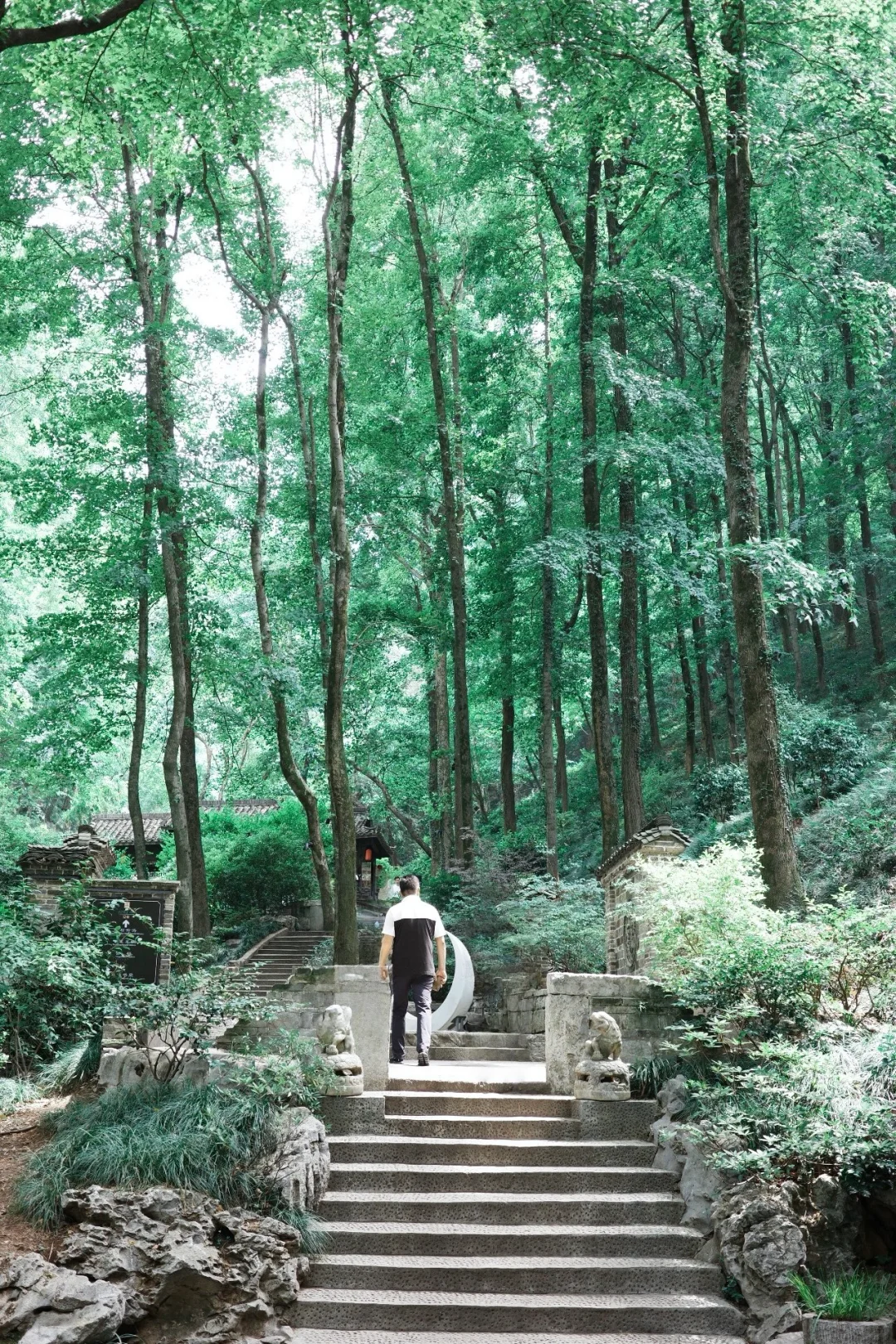 山野藏绿意🍃