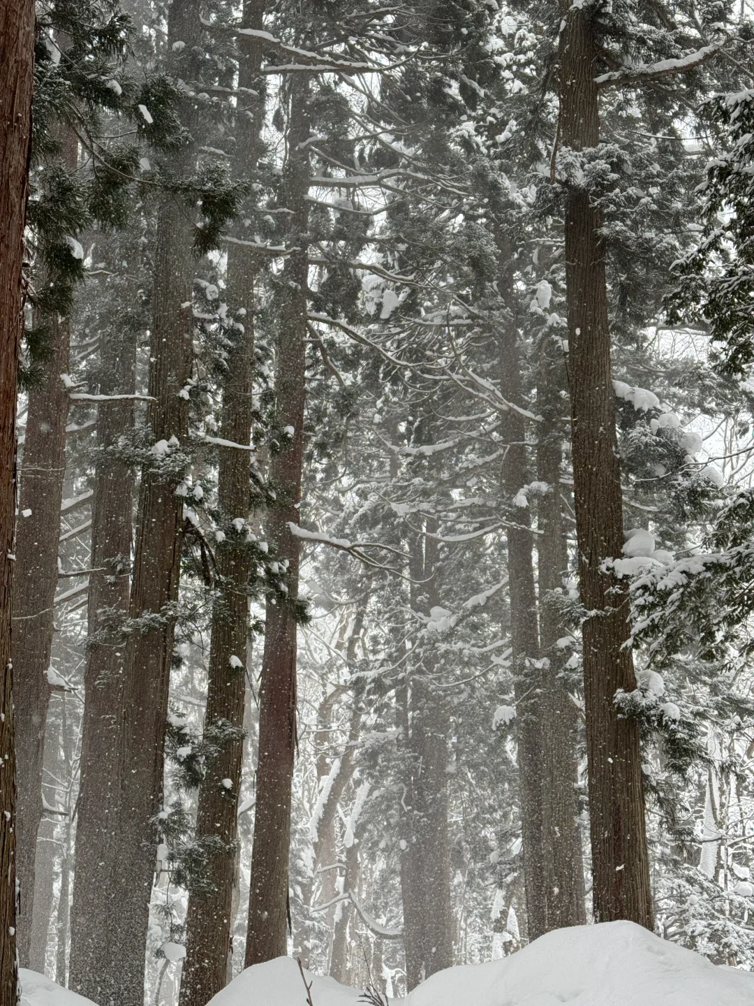 不输北海道的长野雪景❄️打卡户隐神社⛩️